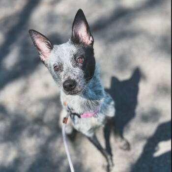 Jasmine -  Australian Cattle Dog Blue Heeler Dog Available for Adoption in West Falls, New York - Jasmine | PetCurious