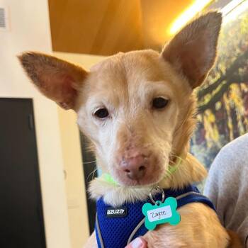 Chihuahua Dogs Available for Adoption in San Francisco, California - Zagros 14052 | PetCurious