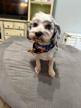 Ocean -  Cocker Spaniel and Poodle Dog for Adoption in Newport, Kentucky - Ocean | PetCurious