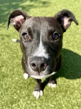 Flicka -  Mixed Breed Dog for Adoption in Wichita, Kansas - Flicka | PetCurious
