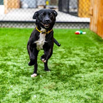 Punky -  Terrier and Mixed Breed Dog for Adoption in Naperville, Illinois - Punky | PetCurious