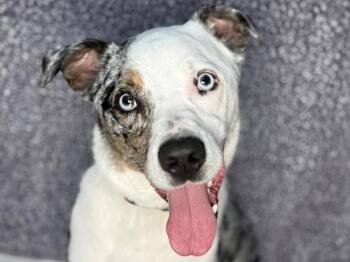Fozzie -  Australian Shepherd and Pit Bull Terrier Dog for Adoption in Portland, Oregon - Fozzie | PetCurious
