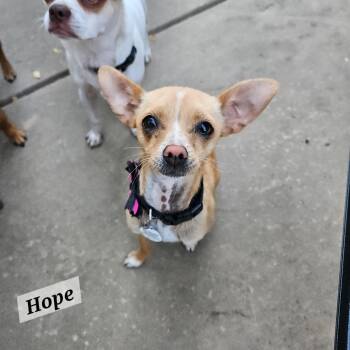 Hope -  Chihuahua Dog for Adoption in Lafayette, California - Hope | PetCurious