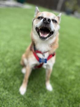 Lopez -  Pomeranian and Chihuahua Dog for Adoption in Richardson, Texas - Lopez | PetCurious