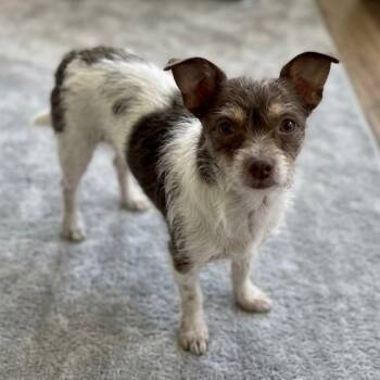 Martin 3952 -  Chihuahua Dog for Adoption in Boca Raton, Florida - Martin 3952 | PetCurious