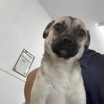 Pug Dogs Available for Adoption in Loxahatchee Groves, Florida - Ella 5633 | PetCurious
