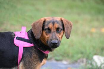 Rescue Redbone Coonhound Dogs for Adoption in Falmouth, Maine - VIVIAN - PRETTY GIRL | PetCurious