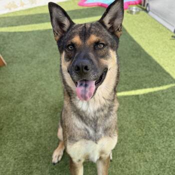 Oso -  Shepherd and Mixed Breed Dog for Adoption in Hawthorne, California - Oso | PetCurious