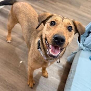 German Shepherd Dog and Labrador Retriever Dogs Available for Adoption - Perfect Pippa With The Soulmate Eyes | PetCurious