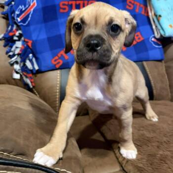 English Bulldog Dogs Available for Adoption - Tani | PetCurious