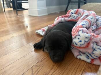 Black Labrador Retriever Dogs Available for Adoption - Harmonica | PetCurious