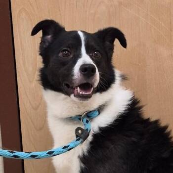 Charlie -  Border Collie Dog for Adoption in Reno, Nevada - Charlie | PetCurious