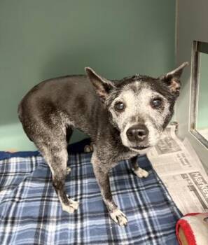 Mixed Breed Dogs Available for Adoption in Fort Worth, Texas - Poppy | PetCurious