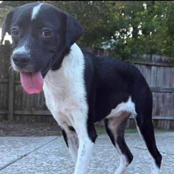 Cole Slaw -  Hound Dog for Adoption in Elkton, Maryland - Cole Slaw | PetCurious