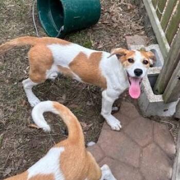 Hound and Beagle Dogs Available for Adoption in Corsicana, Texas - Xena | PetCurious