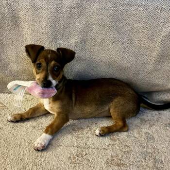 Wendy -  Chihuahua Dog for Adoption in Houston, Texas - Wendy | PetCurious