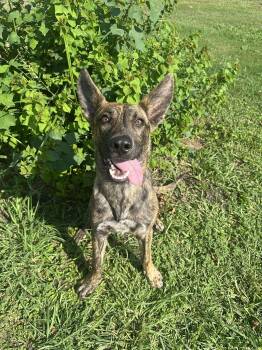 Rescue Dutch Shepherd Dogs for Adoption in Yonkers, New York - Beck | PetCurious