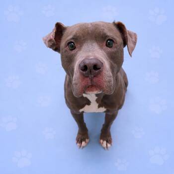 Mixed Breed Dogs Available for Adoption - Blue | PetCurious