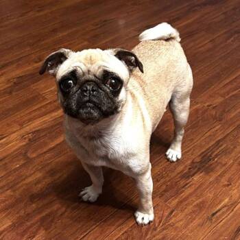 Pug Dogs Available for Adoption - Penelope | PetCurious