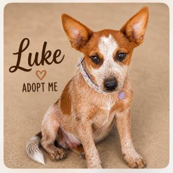 Luke -  Cattle Dog Dog for Adoption in Phoenix, Arizona - Luke | PetCurious