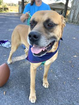 Franklin -  Boxer and Mastiff Dog for Adoption in Andover, Massachusetts - Franklin | PetCurious