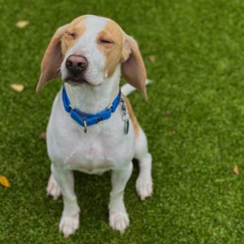 Trot -  Beagle Dog for Adoption in Warwick, Rhode Island - Trot | PetCurious