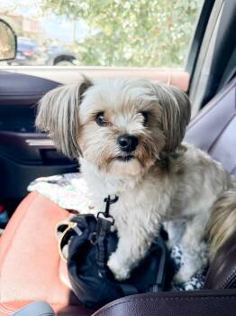 Leo -  Shih Tzu Dog for Adoption in Las Vegas, Nevada - Leo | PetCurious
