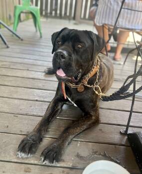 Millhouse (aka Mills) -  Cane Corso and Mastiff Dog for Adoption in Chambersburg, Pennsylvania - Millhouse (aka Mills) | PetCurious