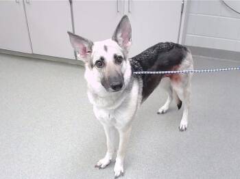 CREW -  German Shepherd Dog and Mixed Breed Dog for Adoption in Omaha, Nebraska - CREW | PetCurious