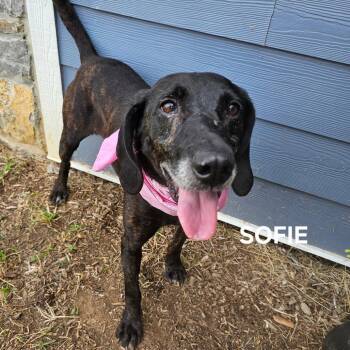 Sofie -  Plott Hound Dog for Adoption in Madisonville, Tennessee - Sofie | PetCurious