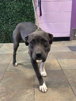 Pit Bull Terrier and Mixed Breed Dogs Available for Adoption in El Paso, Texas - 60859506 | PetCurious