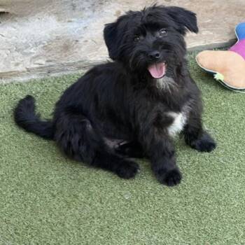 Poodle and Chihuahua Dogs Available for Adoption in Norwalk, Connecticut - SIMON | PetCurious