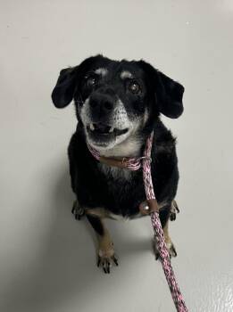 Earl -  Hound Dog for Adoption in Danville, Indiana - Earl | PetCurious