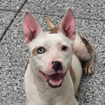 Tito -  Catahoula Leopard Dog and Australian Cattle Dog Blue Heeler Dog for Adoption in Bronson, Florida - Tito | PetCurious