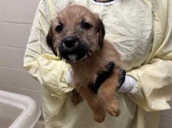 DUCT TAPE -  Wheaten Terrier and Labrador Retriever Dog for Adoption in Colorado Springs, Colorado - DUCT TAPE | PetCurious