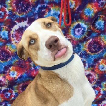 Rescue Mixed Breed Dogs for Adoption in Kyle, Texas - PEKKLE | PetCurious