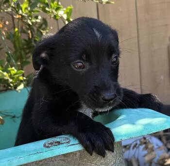Buckaroo -  Border Collie and Labrador Retriever Dog for Adoption in San Diego, California - Buckaroo | PetCurious