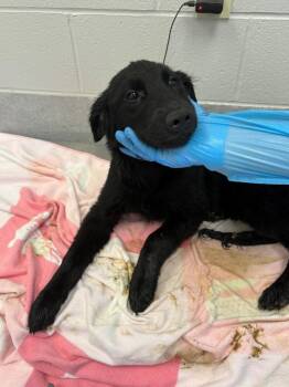 Moon -  Labrador Retriever and Mixed Breed Dog for Adoption in Chillicothe, Ohio - Moon | PetCurious