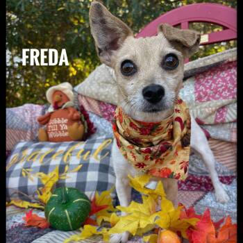 Rescue Chihuahua Dogs for Adoption in Sebring, Florida - Freda | PetCurious