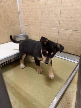 Mixed Breed Dogs Available for Adoption - Koda | PetCurious