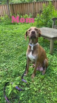 Baby Archer -  Catahoula Leopard Dog and Labrador Retriever Dog for Adoption in Washington, District Of Columbia - Baby Archer | PetCurious