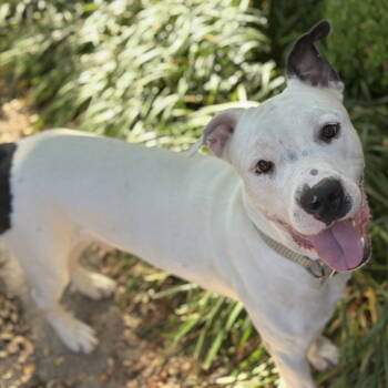 Rescue Pit Bull Terrier Dogs for Adoption in Dallas, Texas - Randy | PetCurious