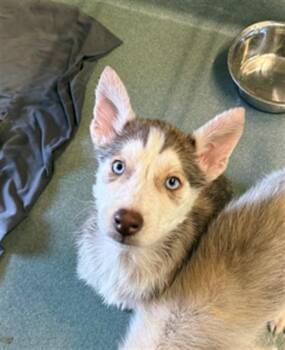 Husky Dogs Available for Adoption - MOONY | PetCurious