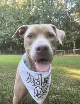 Slim Jim -  Terrier Dog for Adoption in Hartwell, Georgia - Slim Jim | PetCurious
