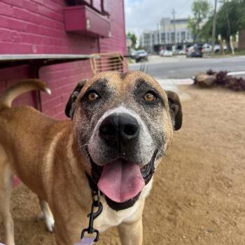 Seattle -  Labrador Retriever Dog for Adoption in South Houston, Texas - Seattle | PetCurious