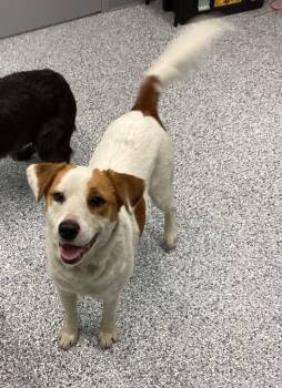 Rescue Terrier Dogs for Adoption in Athens, Tennessee - Elastagirl | PetCurious