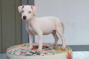 Cars Litter - Flo -  Mixed Breed Dog for Adoption in Savage, Minnesota - Cars Litter - Flo | PetCurious