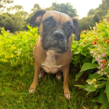 Rescue Boxer Dogs for Adoption in Mobile, Alabama - Bella | PetCurious