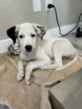 Milk -  Labrador Retriever Dog for Adoption - Milk | PetCurious