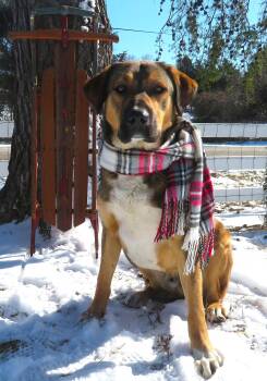 Rescue Anatolian Shepherd and Labrador Retriever Dogs for Adoption in Salem, Indiana - Yogi | PetCurious